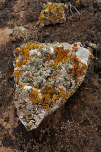 Femketeussinksurvivalofthefittest1