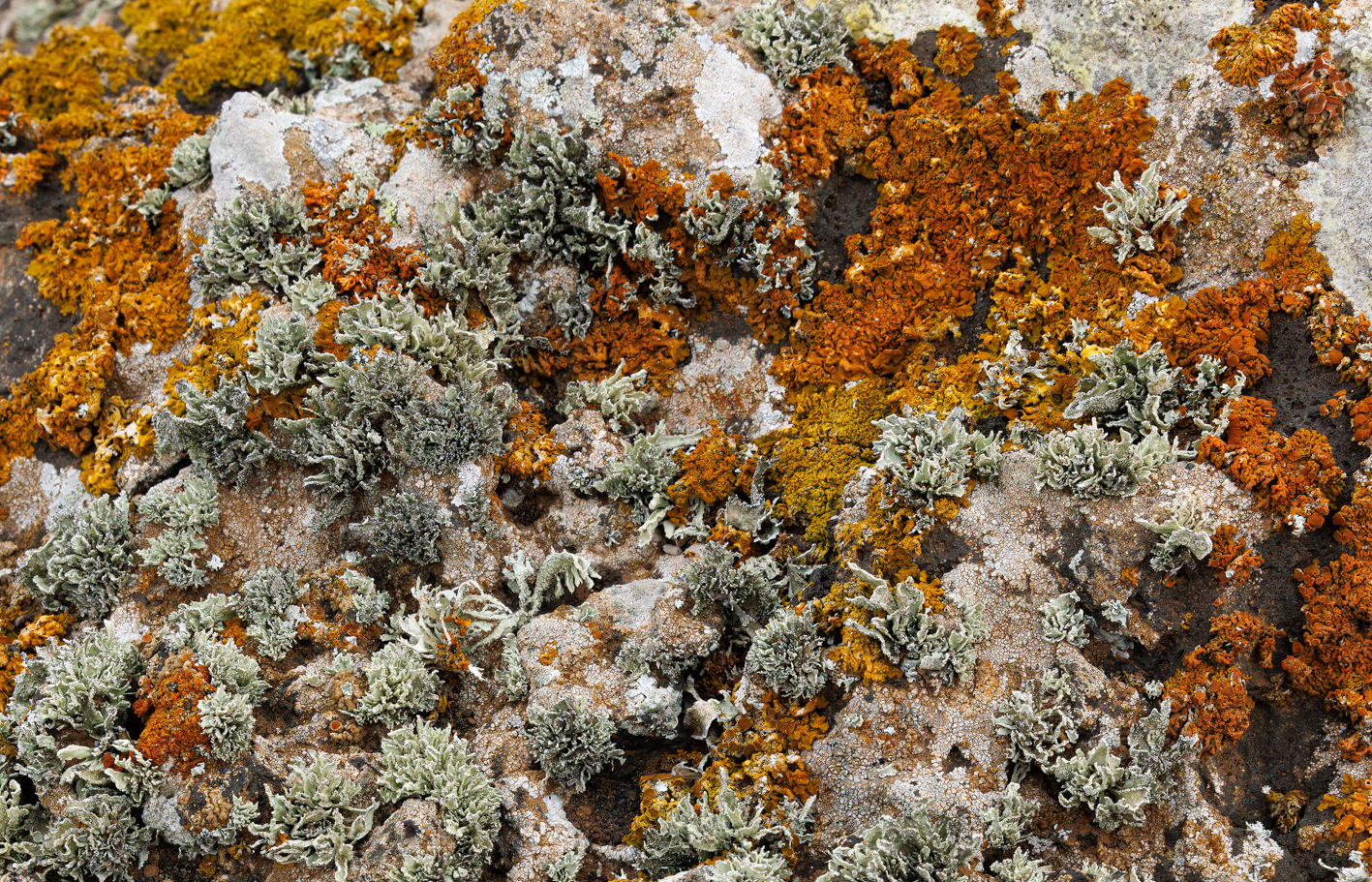 Femketeussinksurvivalofthefittest2