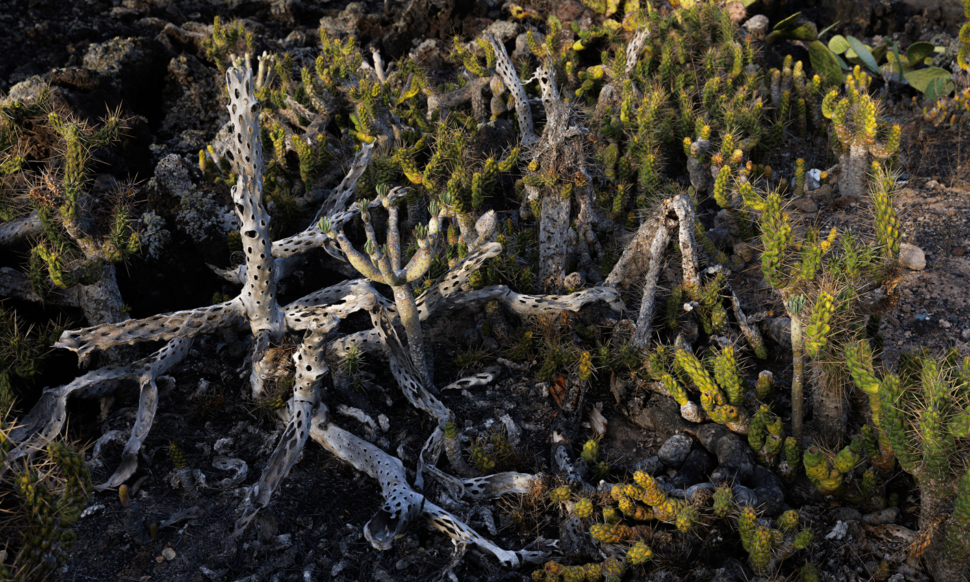 Femketeussinksurvivalofthefittest3