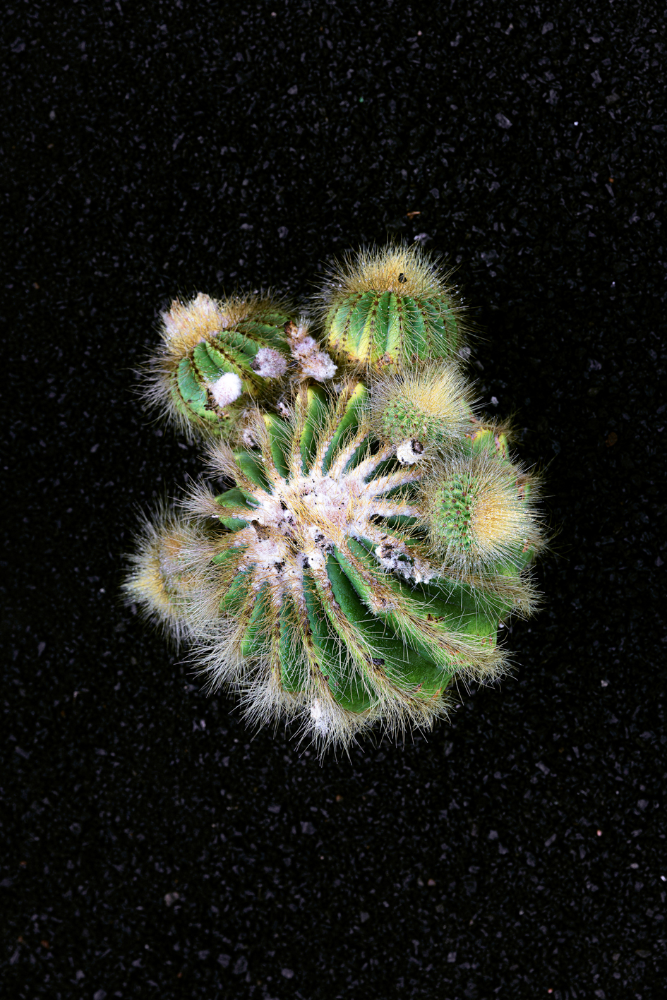 Femketeussinksurvivalofthefittest4