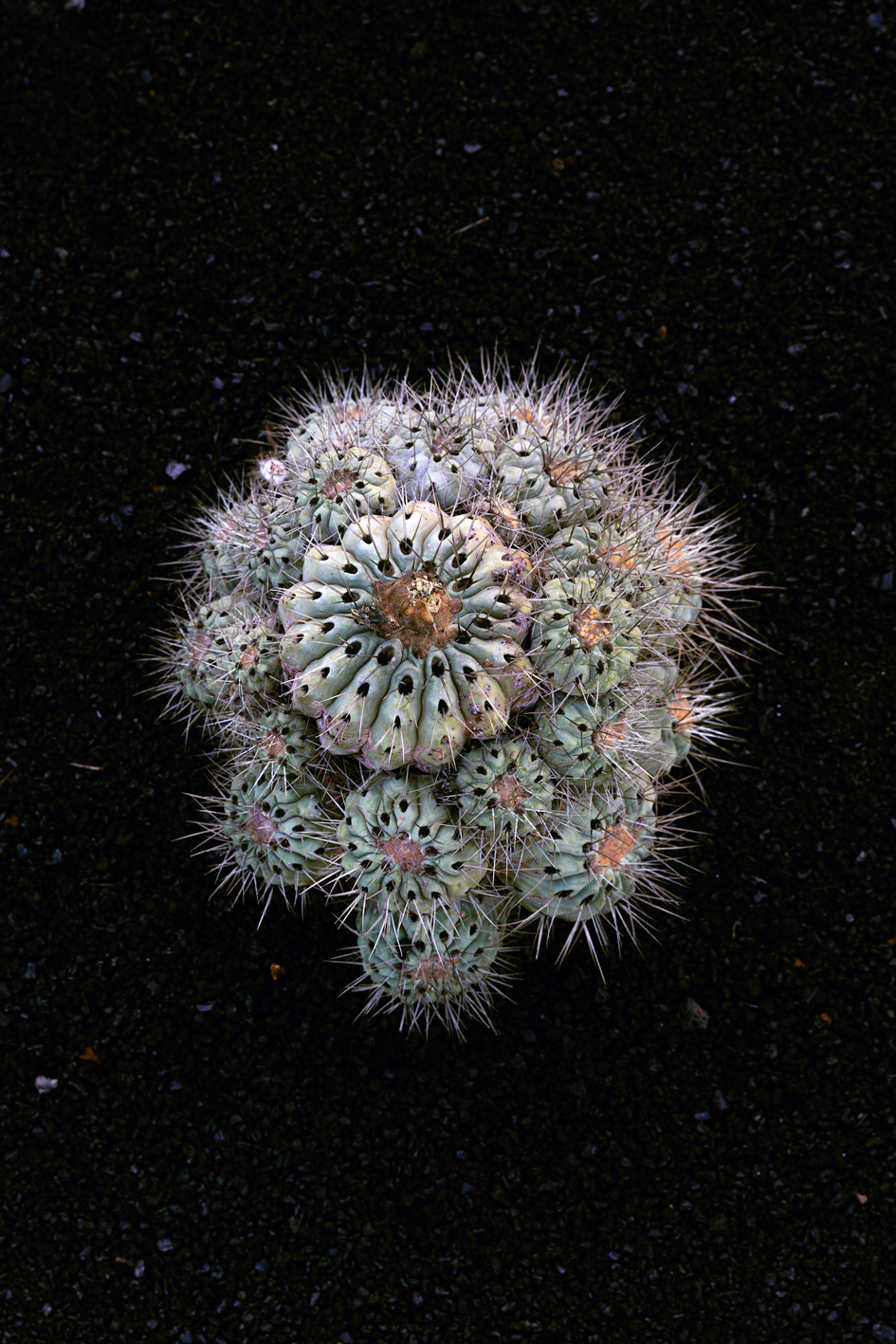 Femketeussinksurvivalofthefittest5