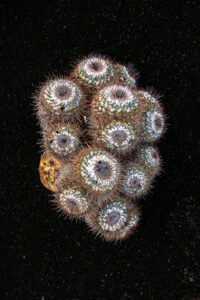 Femketeussinksurvivalofthefittest6