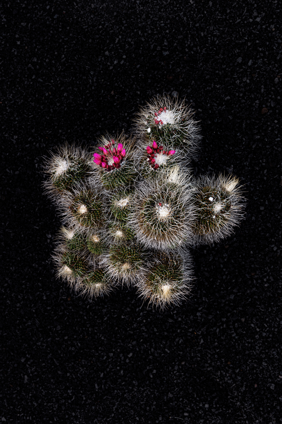 Femketeussinksurvivalofthefittest7