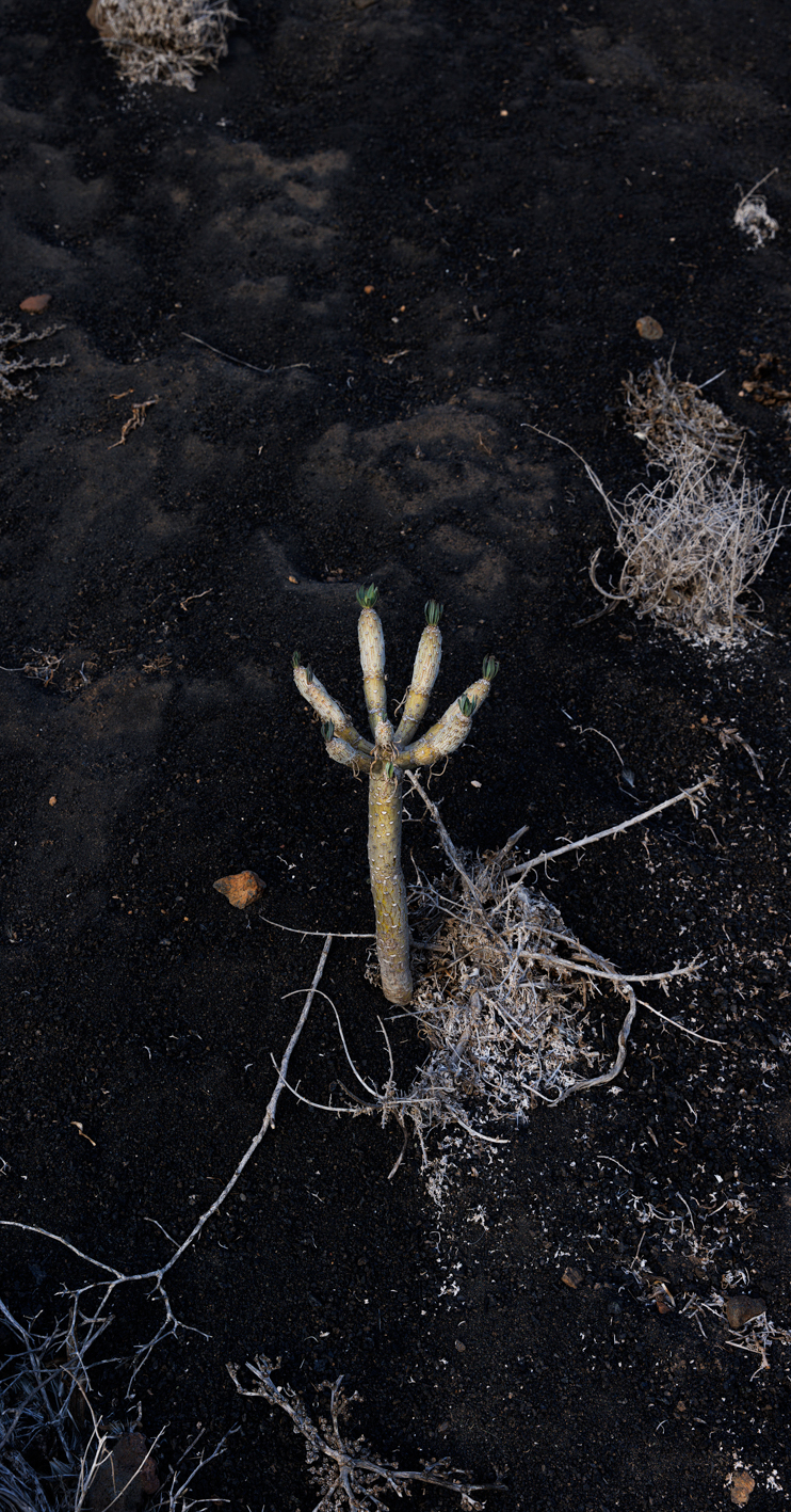 Femketeussinksurvivalofthefittest8